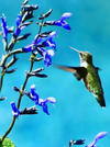 GARDEN SHACK ANNUAL HUMMINGBIRD PACK (FOR SUN)
