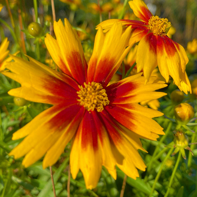 Echinacea Double Scoop Mandarin (Coneflower)