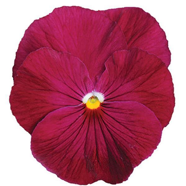 PANSY, MATRIX ROSE