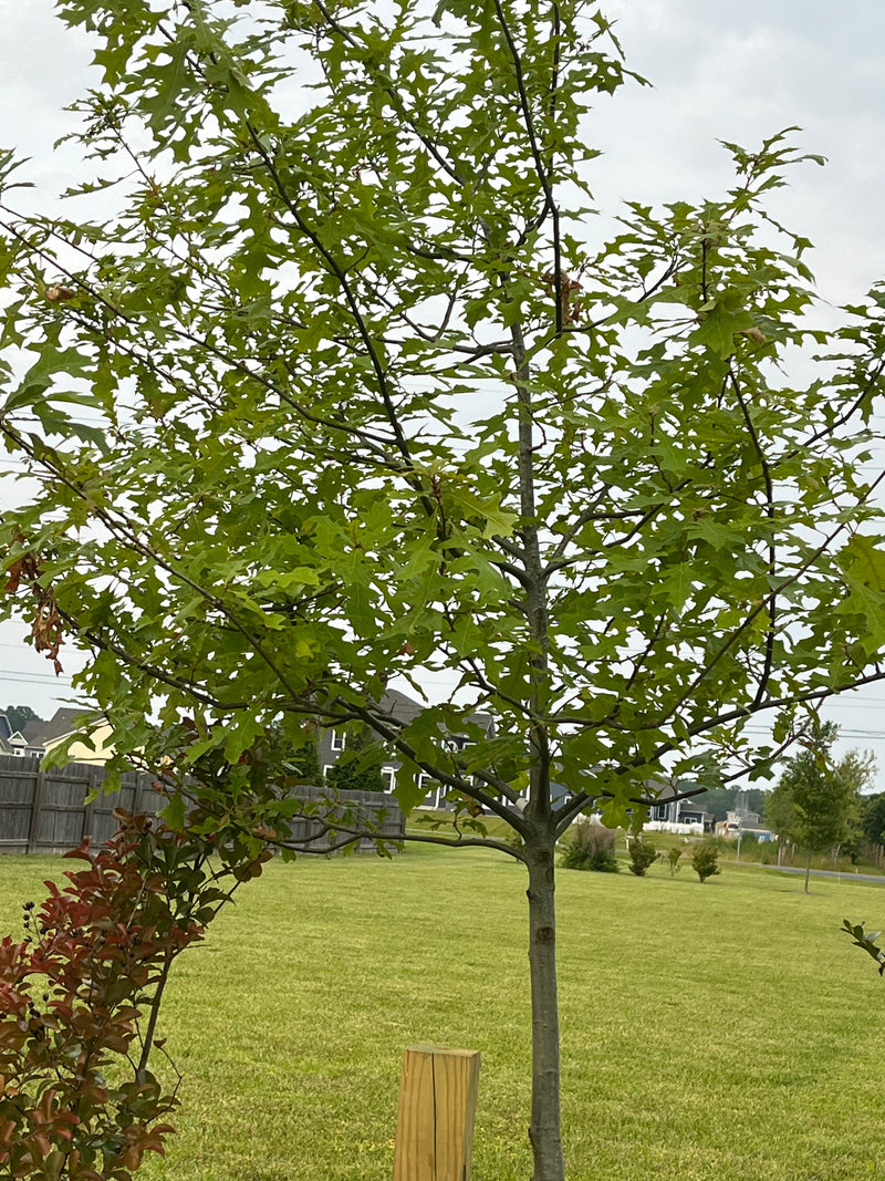 NUTTALL OAK