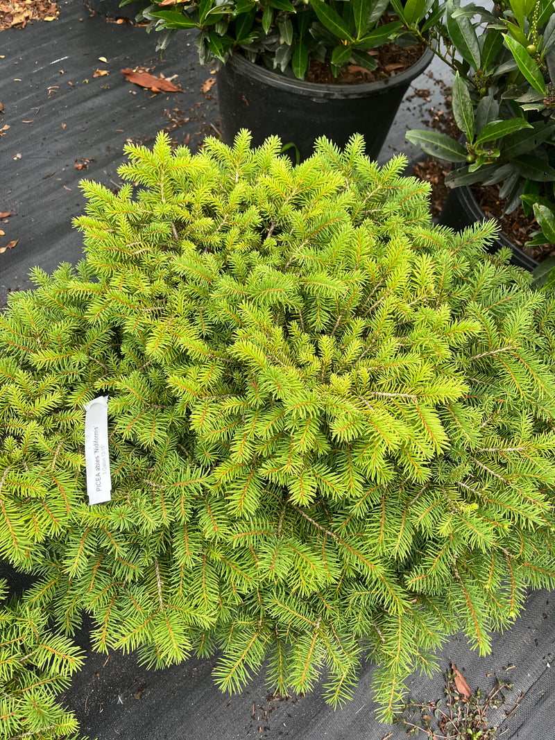PICEA ABIES, NIDIFORMIS (BIRD’S NEST SPRUCE)