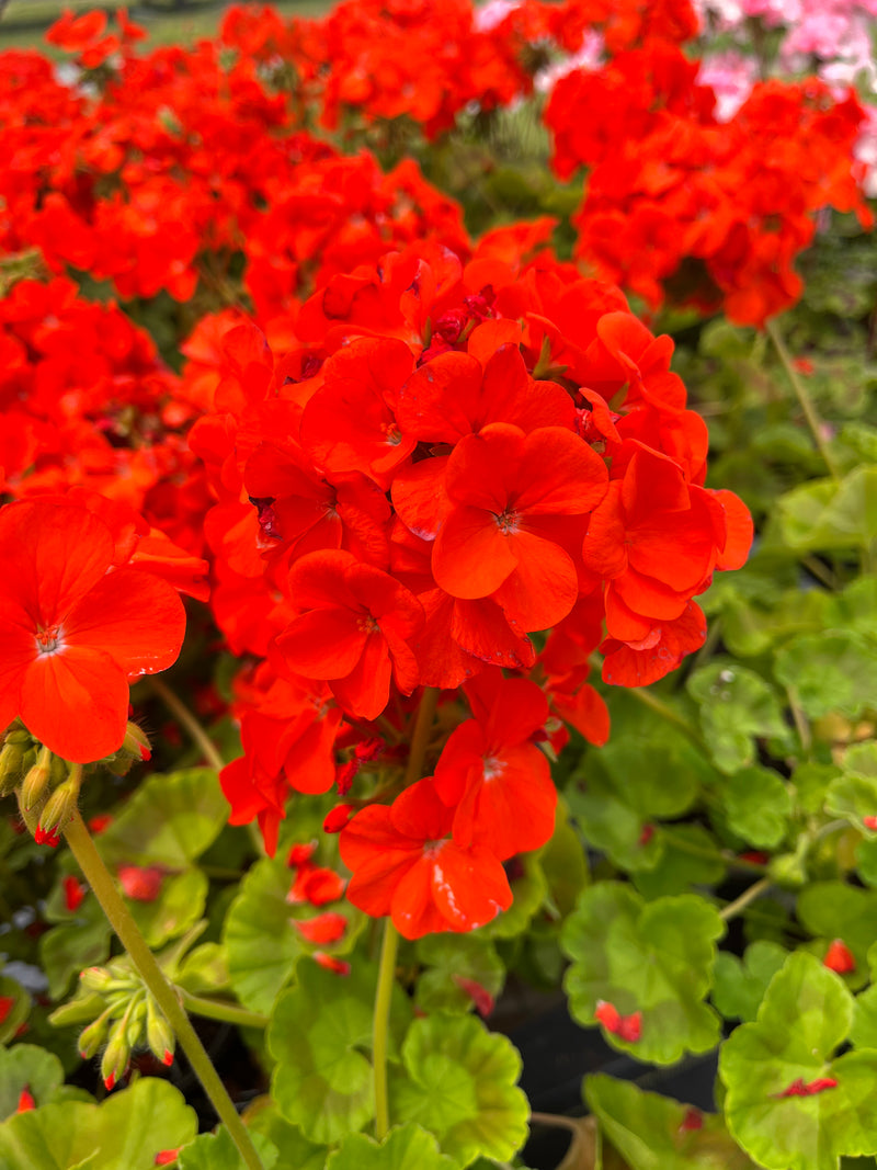 GERANIUM, PINTO PREMIUM ORANGE