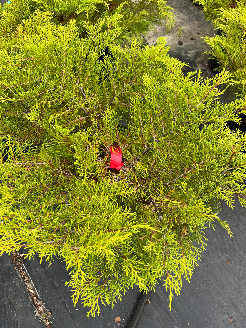 MICROBIOTA DECUSSATA (SIBERIAN CYPRESS)