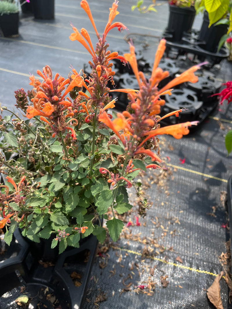 AGASTACHE, KUDOS MANDARIN