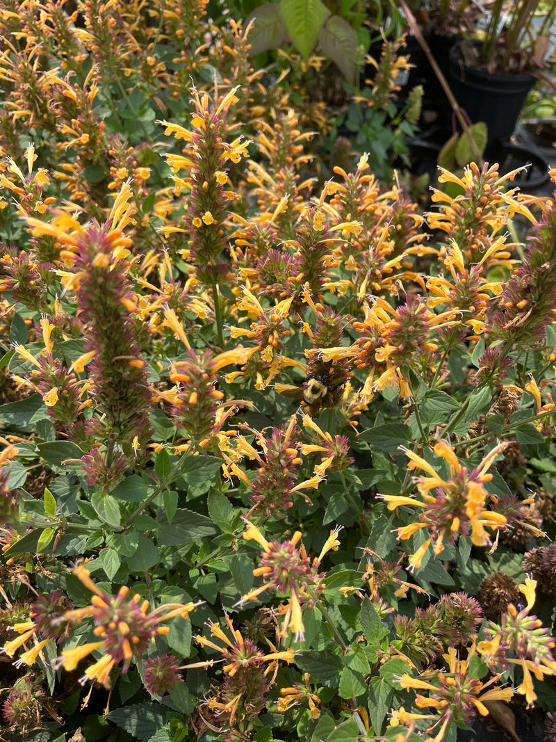 AGASTACHE, KUDOS GOLD