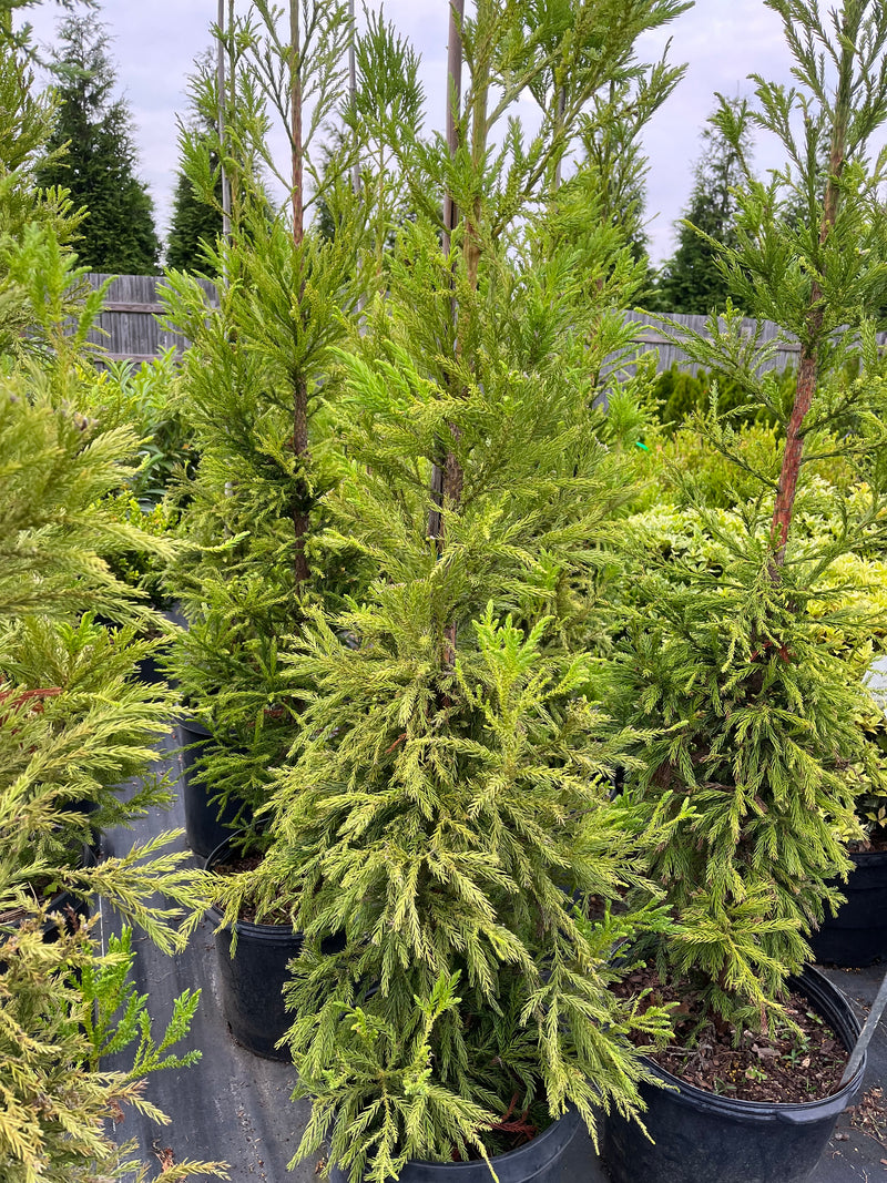 CRYPTOMERIA YOSHINO (JAPANESE CEDAR)