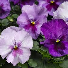 PANSY, MATRIX LAVENDER SHADES