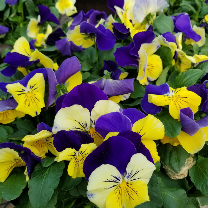 PANSY, MATRIX MORPHEUS