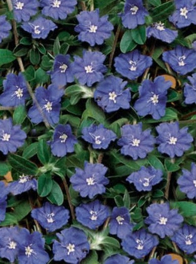 EVOLVULUS, BLUE DAZE