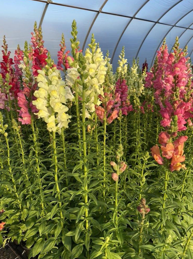 SNAPDRAGON, ROCKET MIX