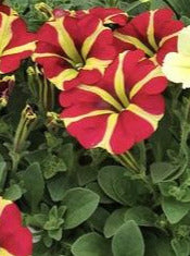 CALIBRACHOA, ALOHA CHERRY CARTWHEEL