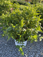 HYDRANGEA, PW® LIMELIGHT