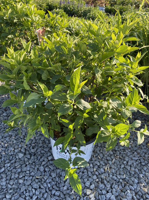 HYDRANGEA, PW® LIMELIGHT