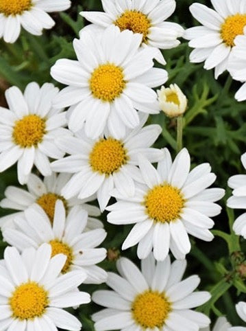 ARGYRANTHEMUM, SASSY WHITE