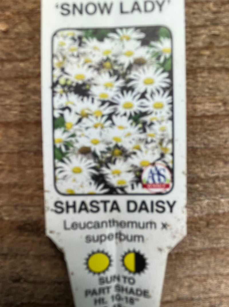 LEUCANTHEMUM, SNOW LADY (SHASTA DAISY)