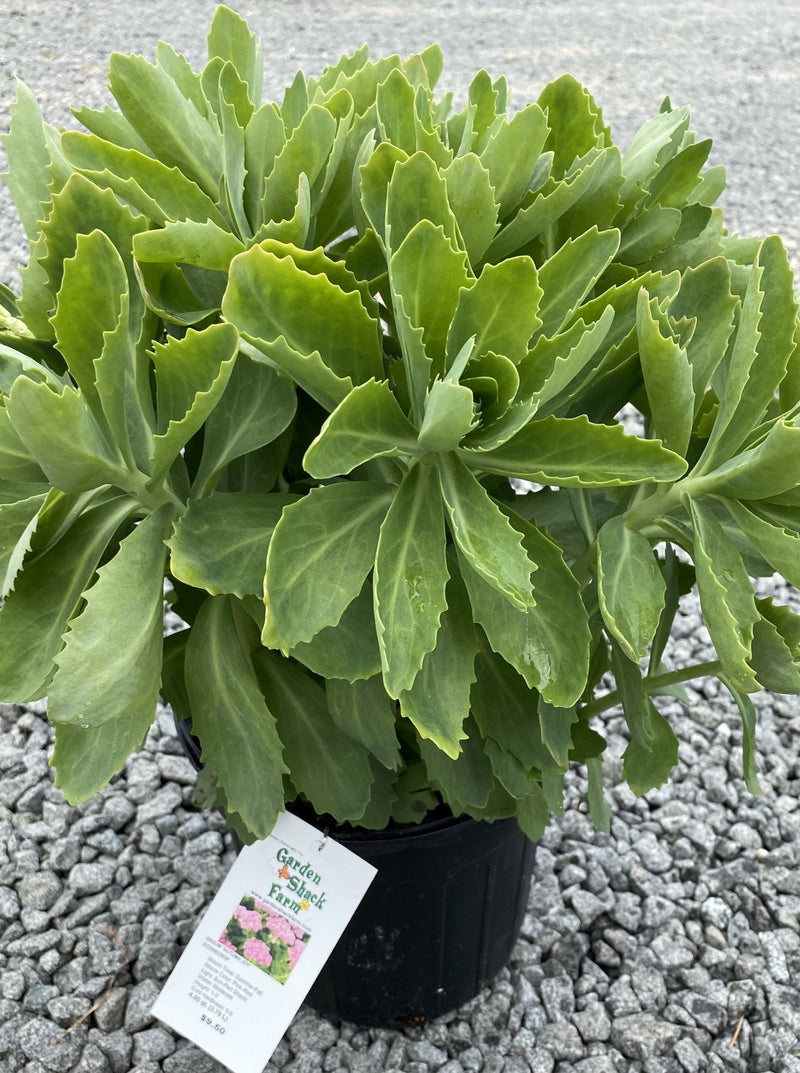 SEDUM, AUTUMN JOY