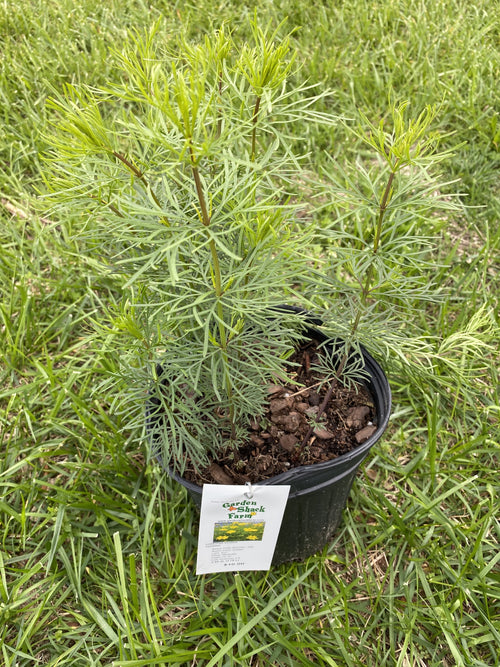 COREOPSIS, ZAGREB (TICKSEED)