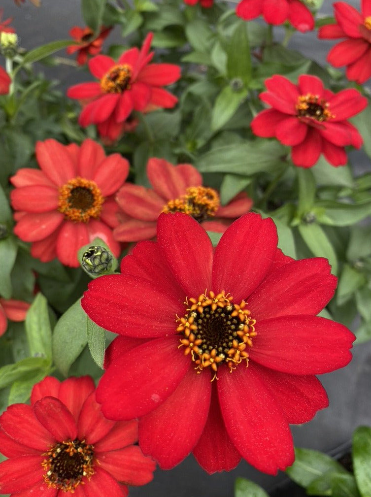 ZINNIA, PROFUSION RED