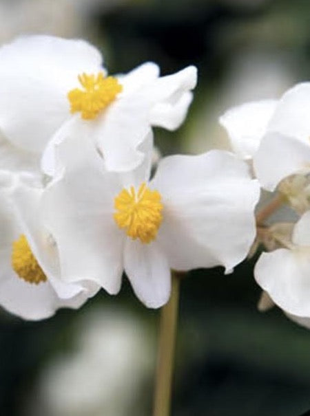 BEGONIA, BIG WHITE GREEN LEAF