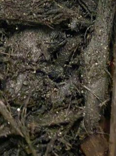 MULCH, BLACK COLORED HARDWOOD BAGGED