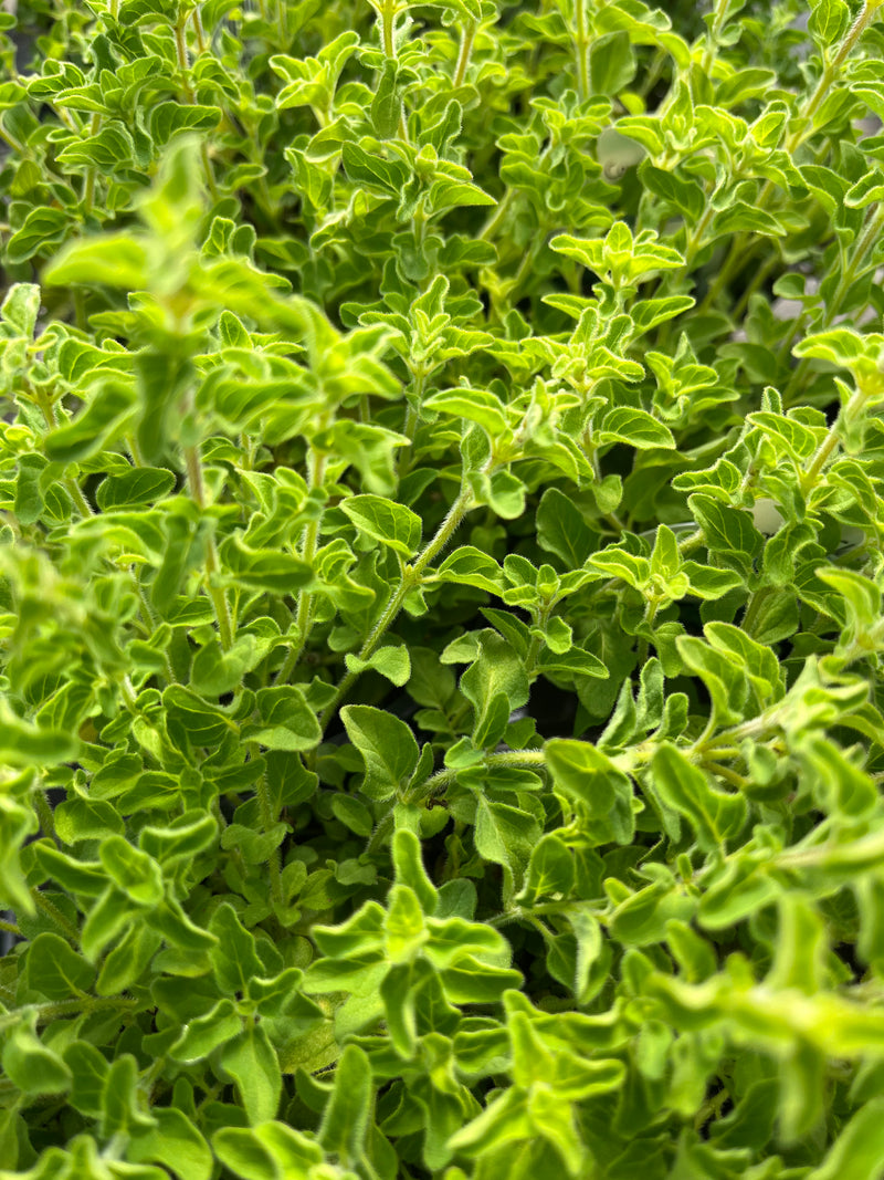 OREGANO, GREEK