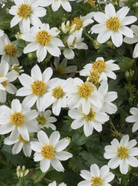 BIDENS, WHITE DELIGHT
