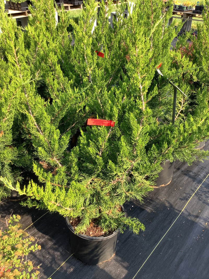 JUNIPER, EMERALD SENTINEL (EASTERN REDCEDAR)