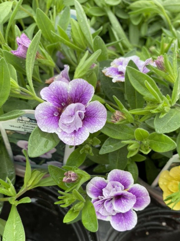 CALIBRACHOA, MF NEO DOUBLE PLUMTASTIC