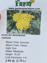 ACHILLEA, MOONSHINE (YARROW)