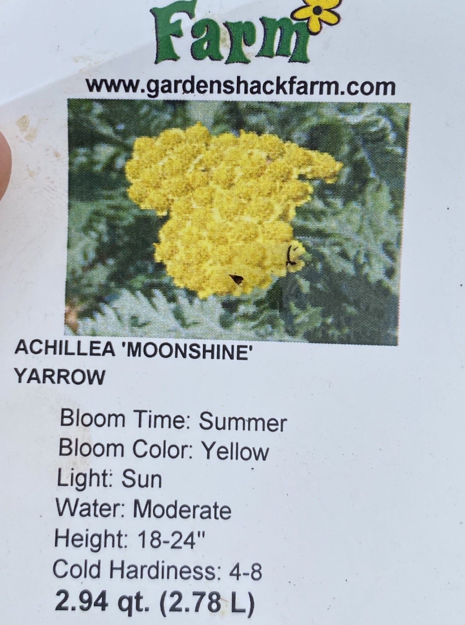 ACHILLEA, (YARROW) – Garden Shack Farm