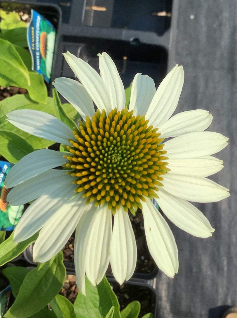 ECHINACEA, WHITE SWAN (CONEFLOWER)