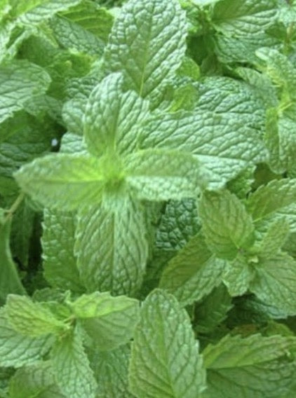 MINT, MOJITO