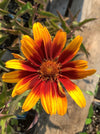 HELIOPSIS, BURNING HEARTS (SMOOTH OXEYE)