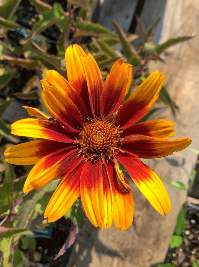 HELIOPSIS, BURNING HEARTS (SMOOTH OXEYE)