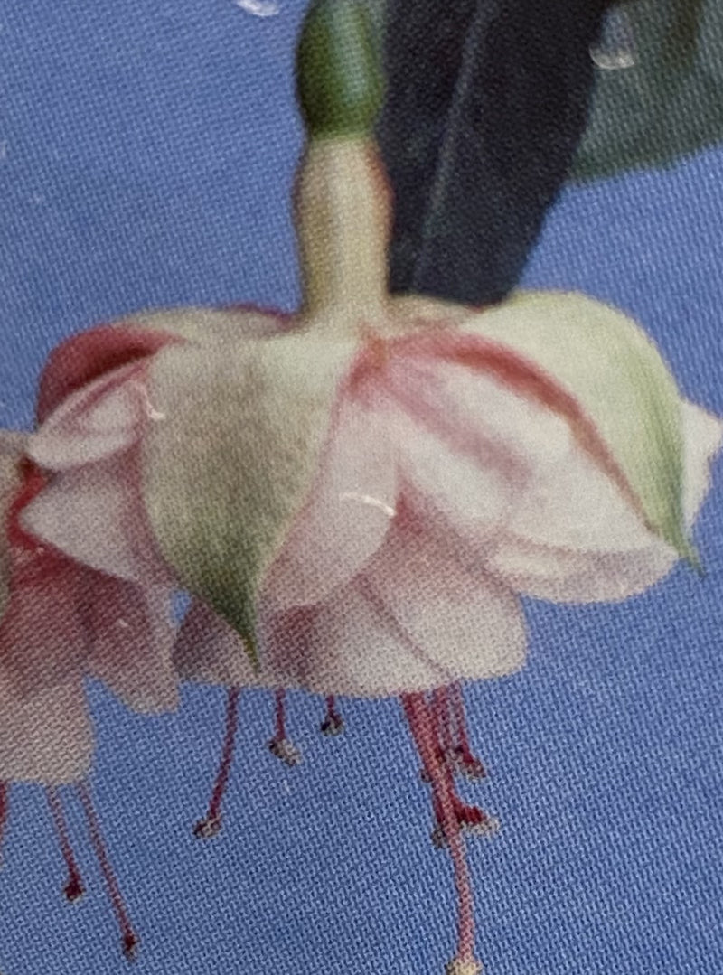 FUCHSIA, SOUTHGATE