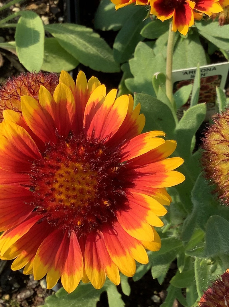 GAILLARDIA, ARIZONA SUN (BLANKET FLOWER)