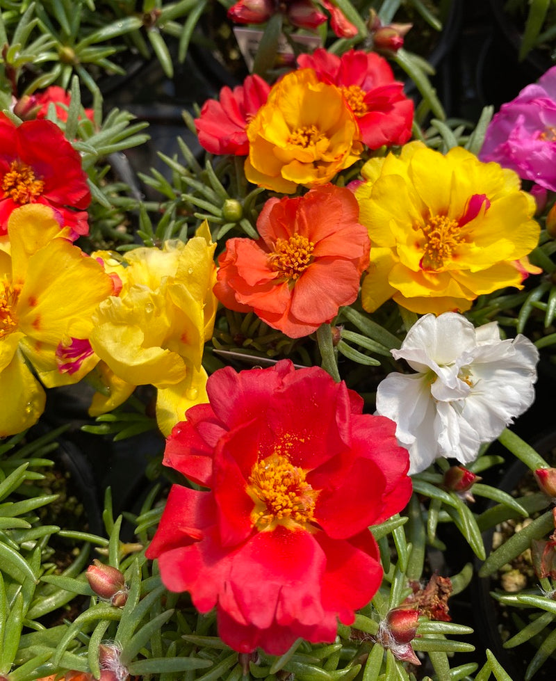 PORTULACA, HAPPY HOUR MIX