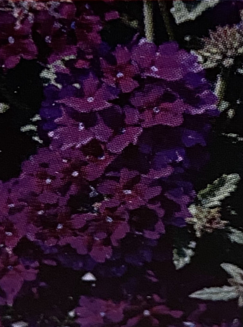 VERBENA, LASCAR BLACK VELVET