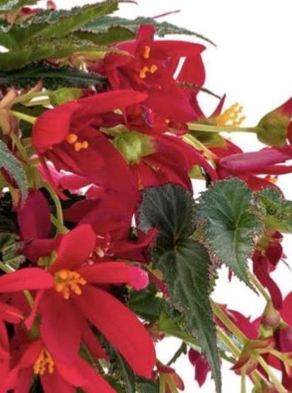 BEGONIA, BEAUVILLA RED
