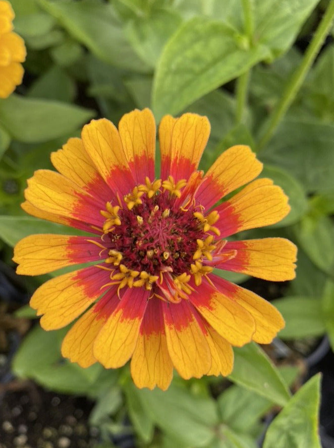 ZINNIA, MACARENIA