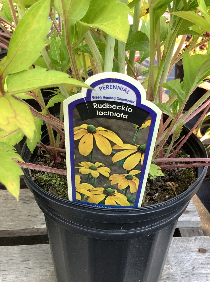 RUDBECKIA LACINIATA (GREEN HEADED CONEFLOWER)