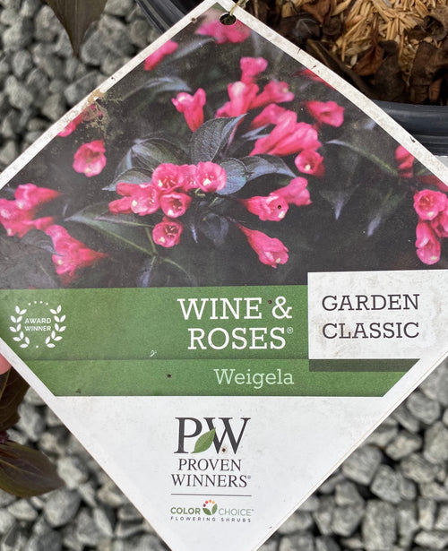 WEIGELA, WINE & ROSES PW