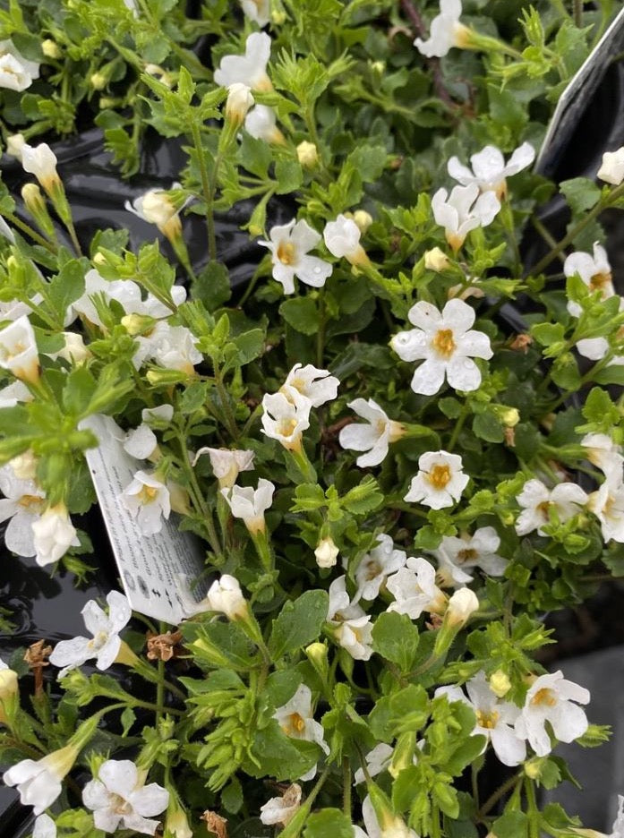 BACOPA, SNOWTOPIA WHITE