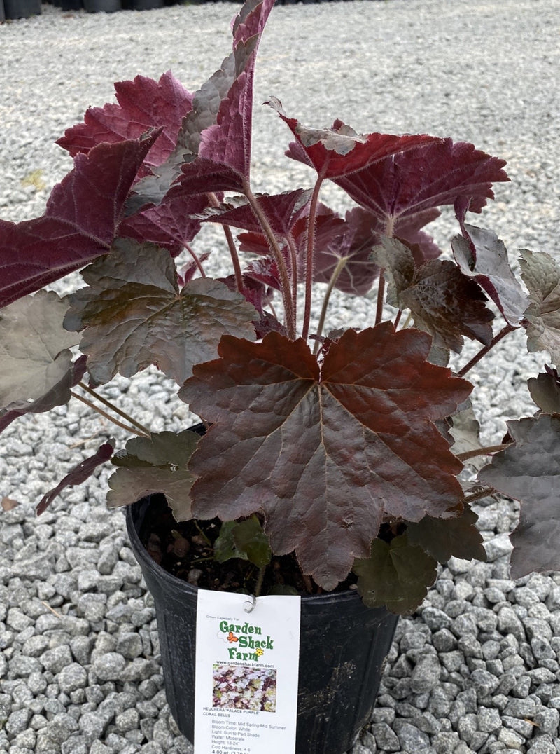 HEUCHERA, PALACE PURPLE (CORAL BELLS)