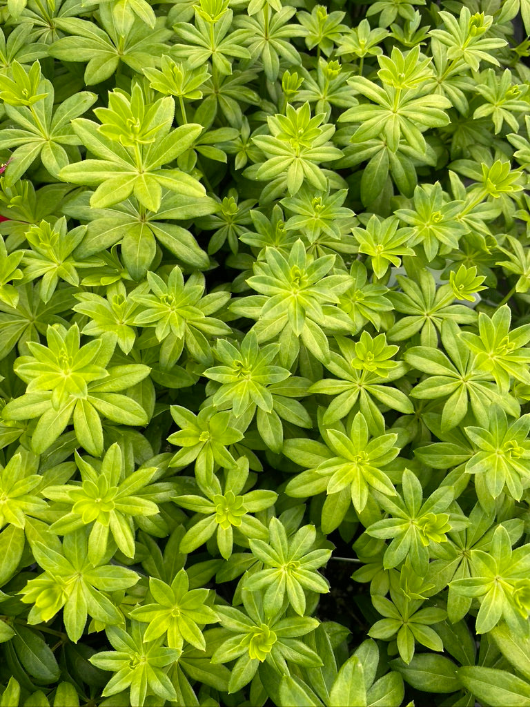 GALIUM ODORATUM (SWEET WOODRUFF)