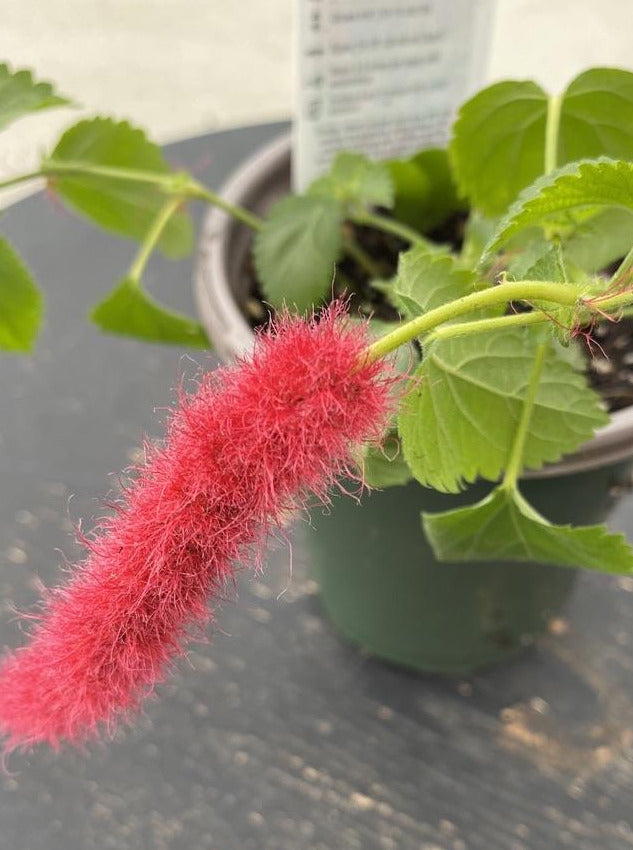ACALYPHA, PENDULA FIRE TAIL
