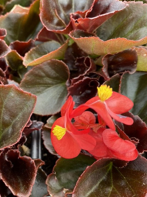 BEGONIA, COCKTAIL VODKA