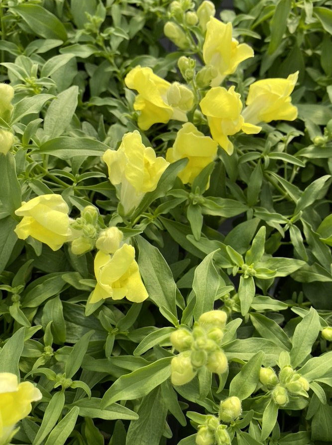 SNAPDRAGON, CANDY SHOWERS YELLOW