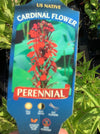 LOBELIA (CARDINAL FLOWER)