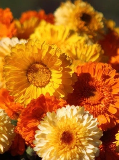 CALENDULA, KINGLET MIX